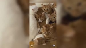 Смешные собаки, котики и другие (ч. 12)