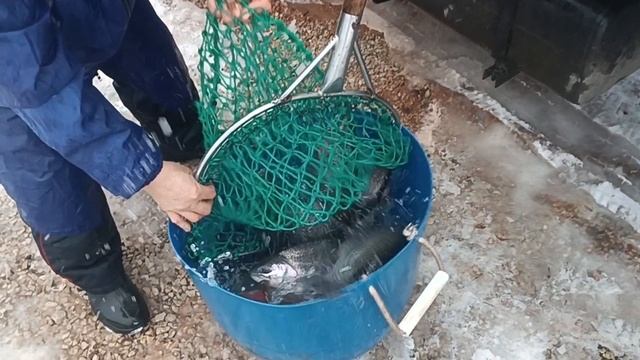 Forest Fishing 27.12.25