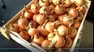 Выращивание лука репки