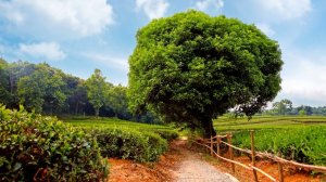 музыка для души