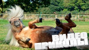 ВИДЕОПРИКОЛЫ \ КРУТЫЕ ПРИКОЛЫ 2025 \ НОВЫЕ ПРИКОЛЫ \ СМЕШНЫЕ ПРИКОЛЫ 2025 ЮМОР