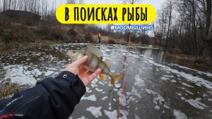 Ищем предновогоднюю рыбу