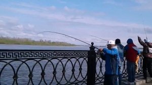 Вобла 21.04.2018 г