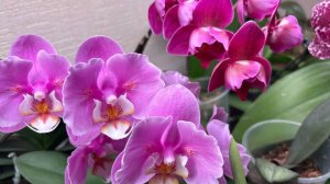 Цветения уходящего года