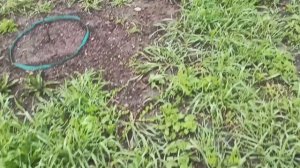 15,16 апреля 2025г.Высадила цветы, посадила спирею.