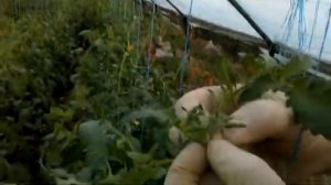 Как правильно вершковать томат на осеннем обороте