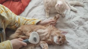 Вычесываем братьев котов Кешу ( Иннокентий) и Персик ( Персей)