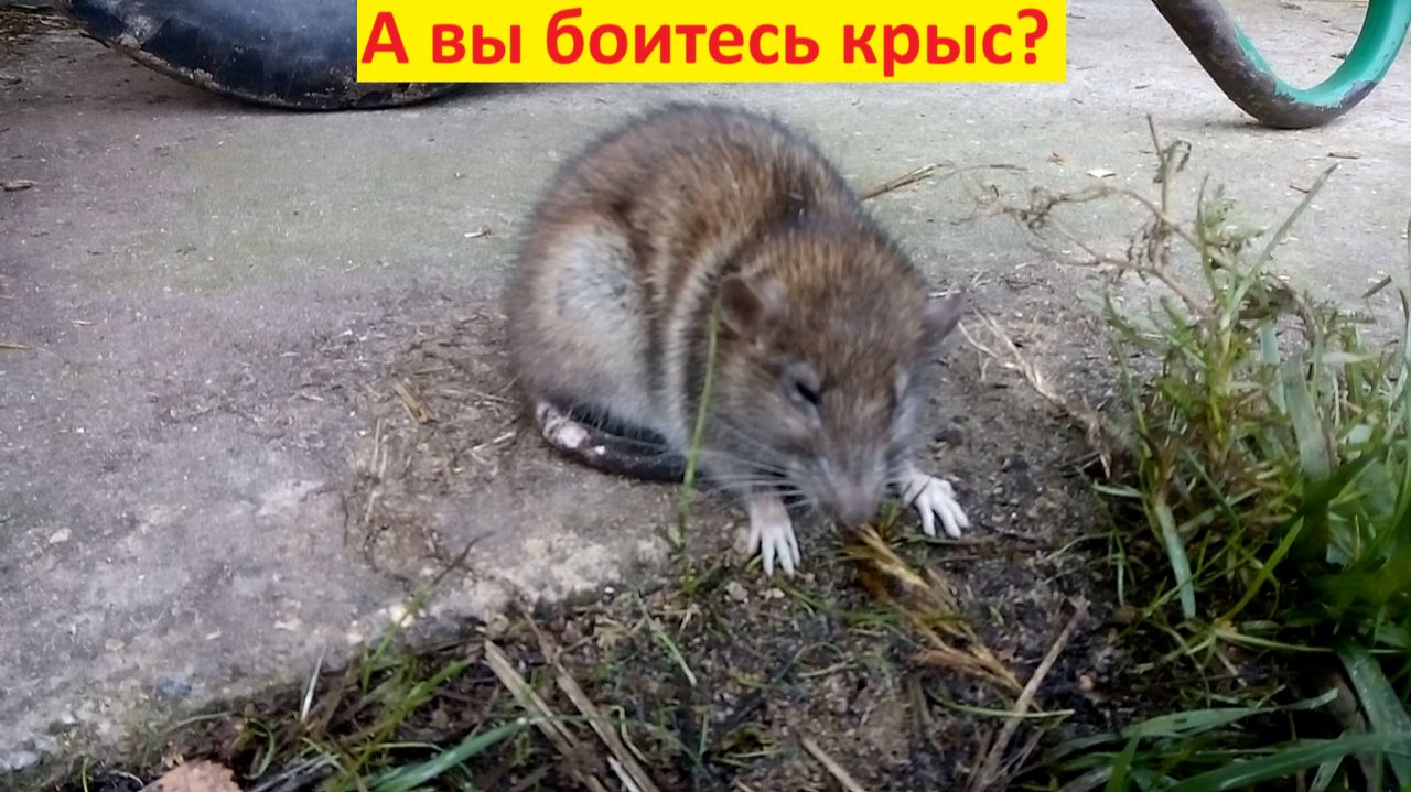 А вы боитесь крыс?