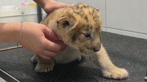 Искалеченного львёнка со сломанными лапами изъяли у лакшери-блогера в Москве