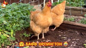 Куры Бафф Орпингтон ласковые золотые несушки❣️🤗😂 (156)