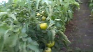 Три дня мороз, но томат выстоял. Обзор гибрида Мальва F1