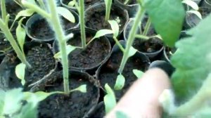 Закалка рассады томата, как и зачем. Накрываем балаганы