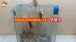 Крысоловка вариант (167) 🐀 Как сделать крысоловку своими руками и поймать кучу крыс 🐀🐁🐀