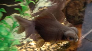 Мои аквариумы 28.12.2025г.