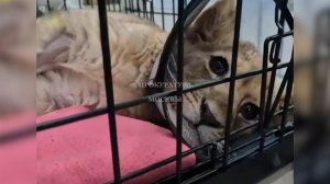 Прокуратура начала проверку по делу об искалеченном львенке из "Москва-Сити"