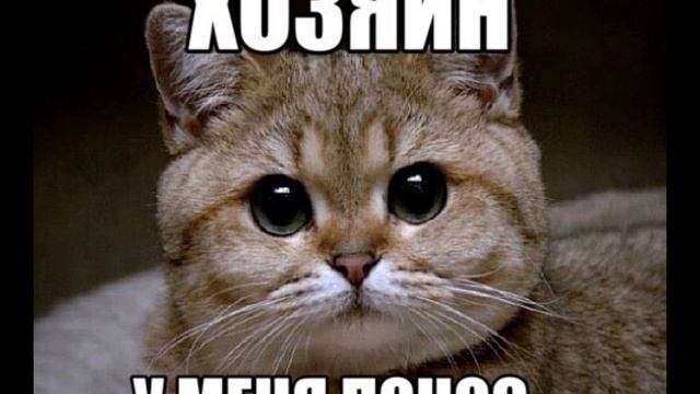 28 моих созданных мемов смотреть онлайн