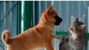 Забавные мемы с животными