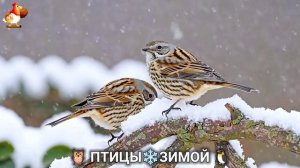 Птицы зимой в лесу 🐦⬛🦉🦅 видео для отдыха душой 🌲(7)