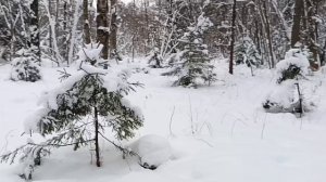 Маленьким ёлочкам не холодно зимой!