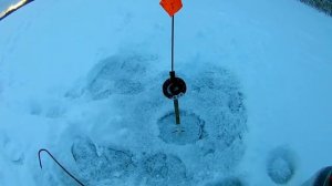 Рыбалка в разливах.Ловля щуки на жерлицы.Окунь на балансир.