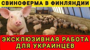 Работа для украинцев в Финляндии! Работа на свиноферме! Колобок из Одессы от 26.12.2025.