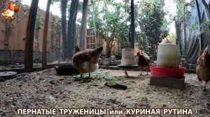 Куриная рутина – что делают куры на выгуле 😂 эпизод (98)