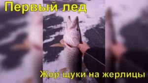 Первый лед. Жор щуки на жерлицы.