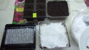 ПЕТУНИЯ. ОЧЕНЬ УДОБНЫЙ ПОСЕВ НА СНЕГ. 2022 год.