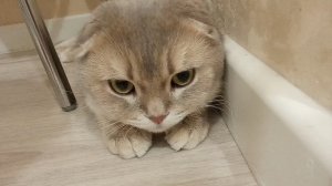 CATS VIDEO CATS VIDEO CATS VIDEO