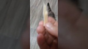 Мурка хочет чтобы вы подписались