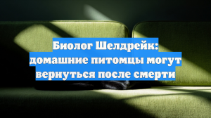 Биолог Шелдрейк: домашние питомцы могут вернуться после смерти