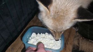 едим творог #уралиса #лисичка #лис