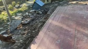 12-14 августа 2025г.Продолжаю рушить дом.Сделала калитку в курятник.