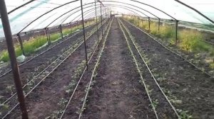 Главная ошибка после высадки рассады томата на осенний оборот, как поливать