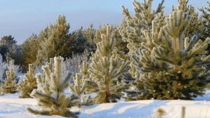 _Хаврошина ёлка_.Рассказ из серии _Рождественское чтение _.