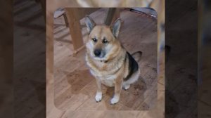 1000043861.mp4 (Собака наблюдает за устройством лестницы на 2 этаж в доме А-фрейм)