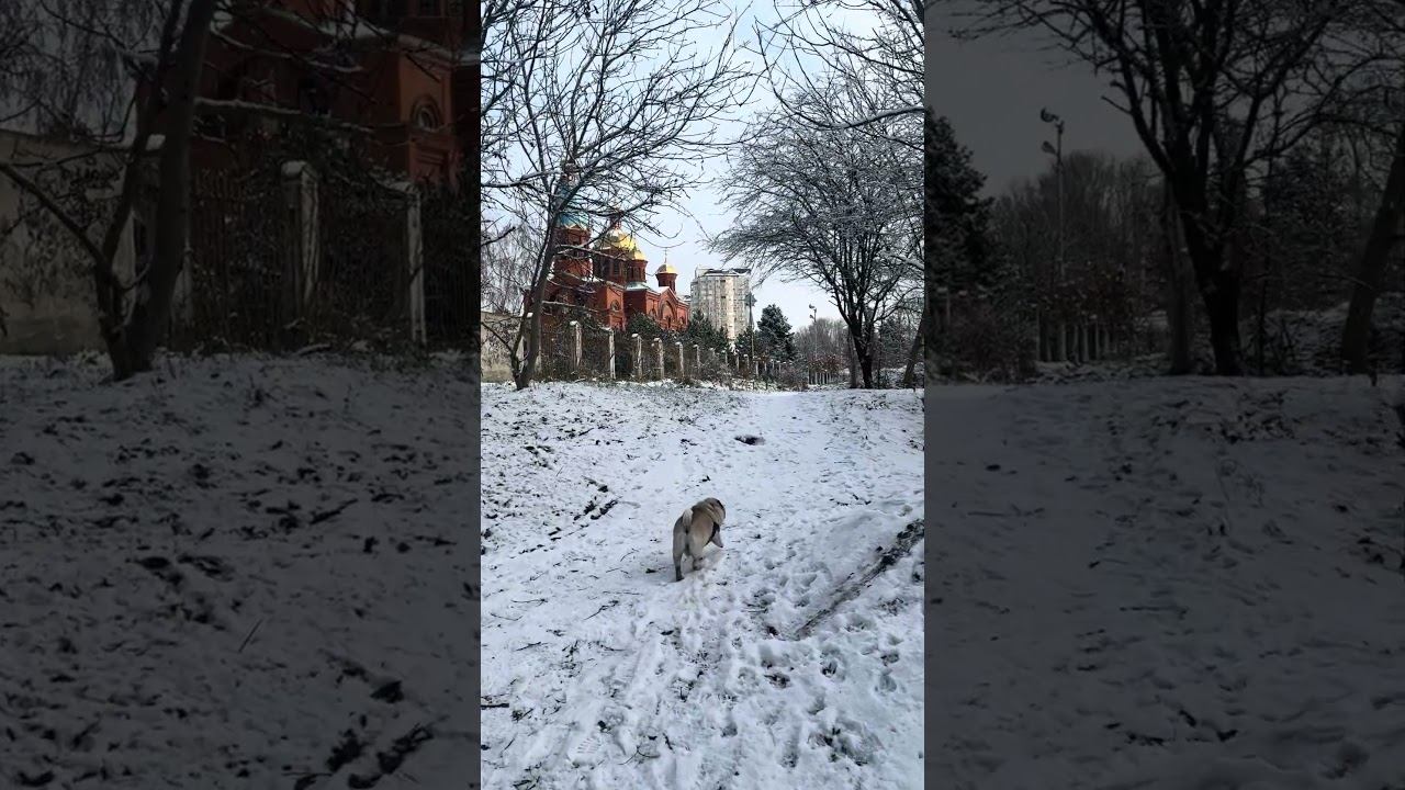 #мамаотличника #мамаисыночки #purplehair смотреть онлайн