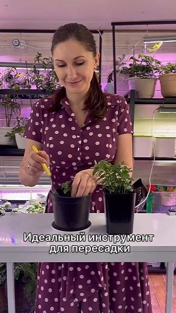 🔥 ТОП 6 необычных, но самых удобных инструментов для ухода за рассадой смотреть онлайн