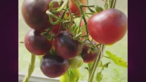 Каталог томатов на 2026 год.Часть 18. г. Киров.  т. 89229284031