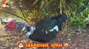 Забавные утки мускусные и пекинские на свободном выгуле со своими друзьями ч.(328) ❣️🤗😂