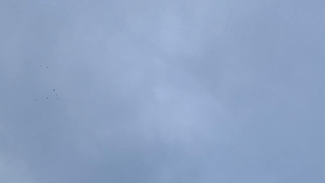 27.12.2025 г  Подъем Голубей в Небо!!! смотреть онлайн