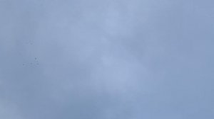 27.12.2025 г  Подъем Голубей в Небо!!!