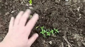 1 апреля 2025г. Сею, чищу, мульчирую))