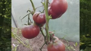 СКИДКИ на СЕМЕНА!   Набор семян томатов № 2. т. 89229284031