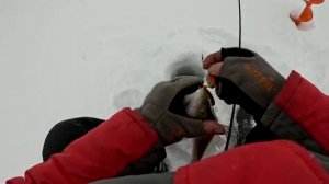 ЕСЛИ ПОЙМАЛ - ПРОПАЛ ! ТОЛПА не ДРЕМЛЕТ ! ДВА ДНЯ ЛОВЛЮ БОЛЬШЕ ВСЕХ на ЭТУ ПРИМАНКУ!