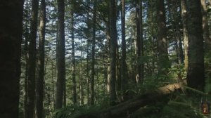 Лесоповал - Тайга, моя красавица