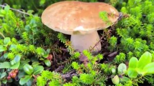 А СЕВЕР ЖДЕТ ...#МАГАДАН#ОЛА#ОХОТСКОЕМОРЕ#КОЛЫМА