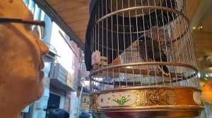 Жемчужина китайской провинции, Шанхайская Венеция - Чжуцзяцзяо