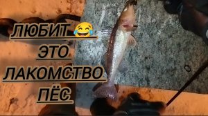 РЫБУ ПОЙМАЛ КИНО СНЯЛ ЯЙЦА ОТМОРОЗИЛ