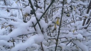 Снег выпал! 27.12.2025 г